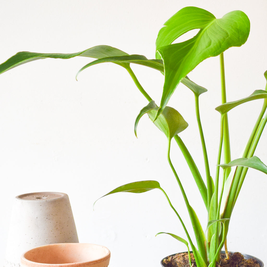 その他観葉植物 Monstera burle marx's flame Monstera Burle Marx Flame – Plant Society Toronto