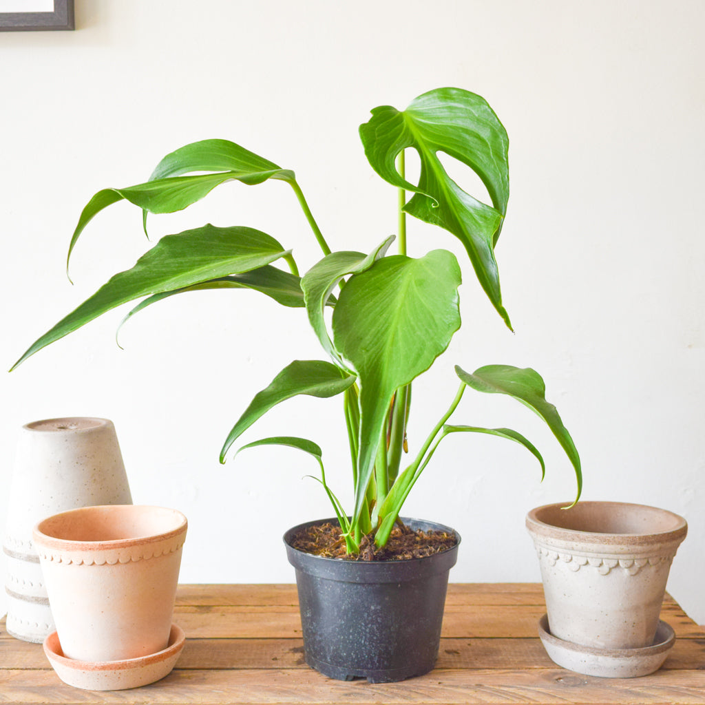 その他観葉植物 Monstera burle marx's flame Monstera Burle Marx flame Starter Plant (ALL STARTER PLANTS