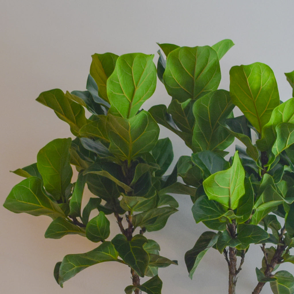 Fiddle Leaf Fig Bambino Tree Plant Society