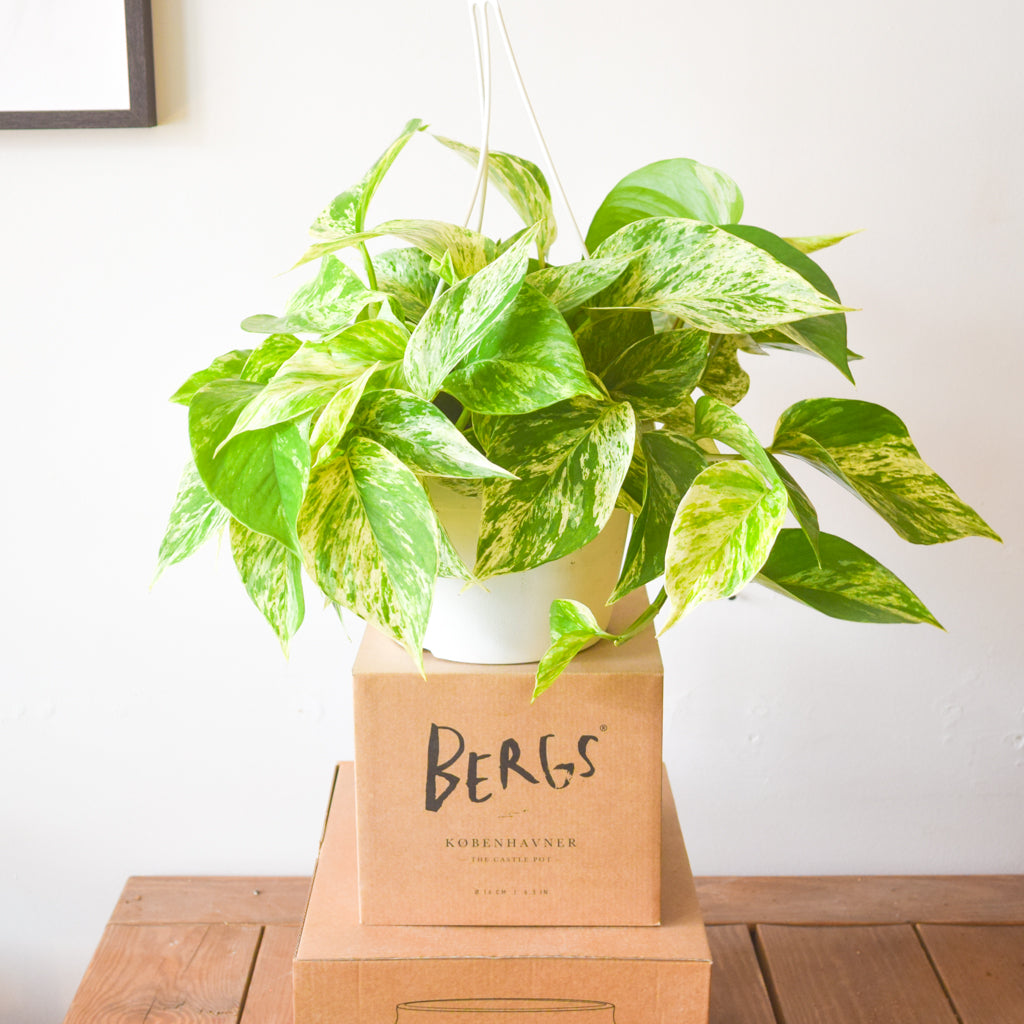 pothos toronto Pothos Marble Queen – Plant Society Toronto