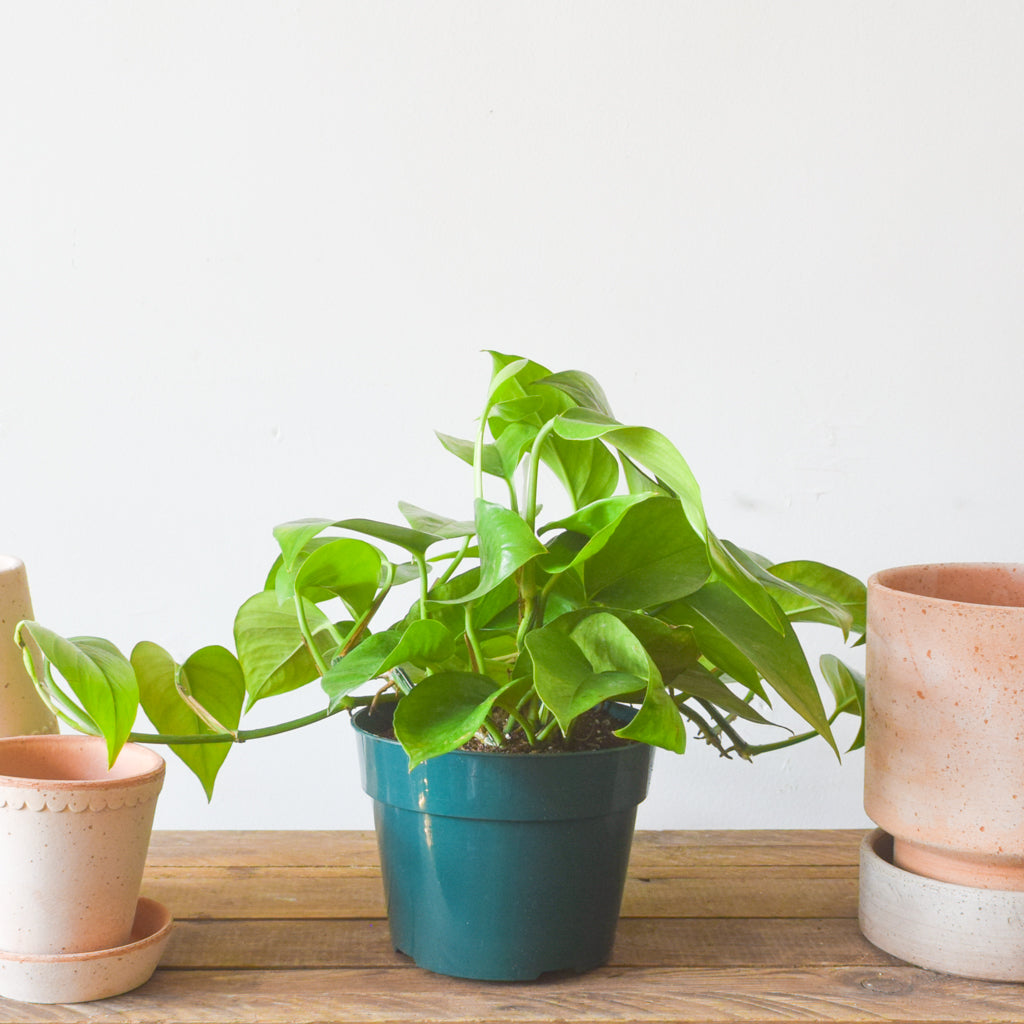 pothos toronto Pothos Green Jade – Plant Society Toronto
