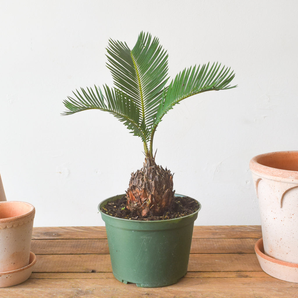 palm plant lowes Sago Palm – Plant Society Toronto