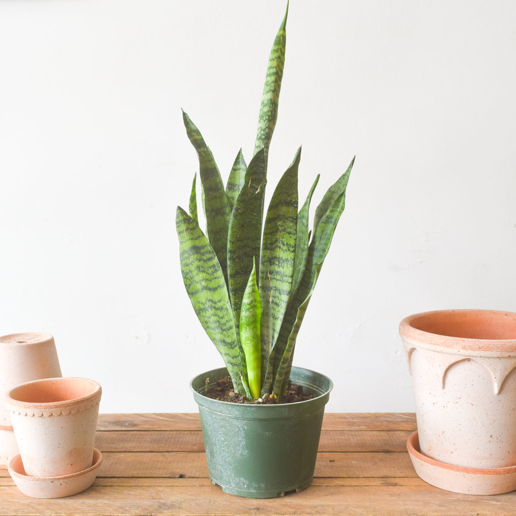 large snake plant toronto Sansevieria Zeylanica