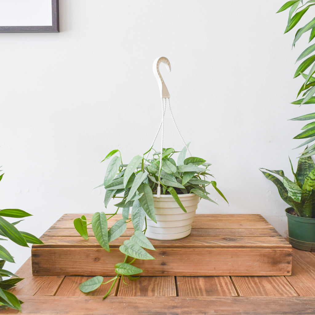 Pothos Cebu Blue – Plant Society Toronto