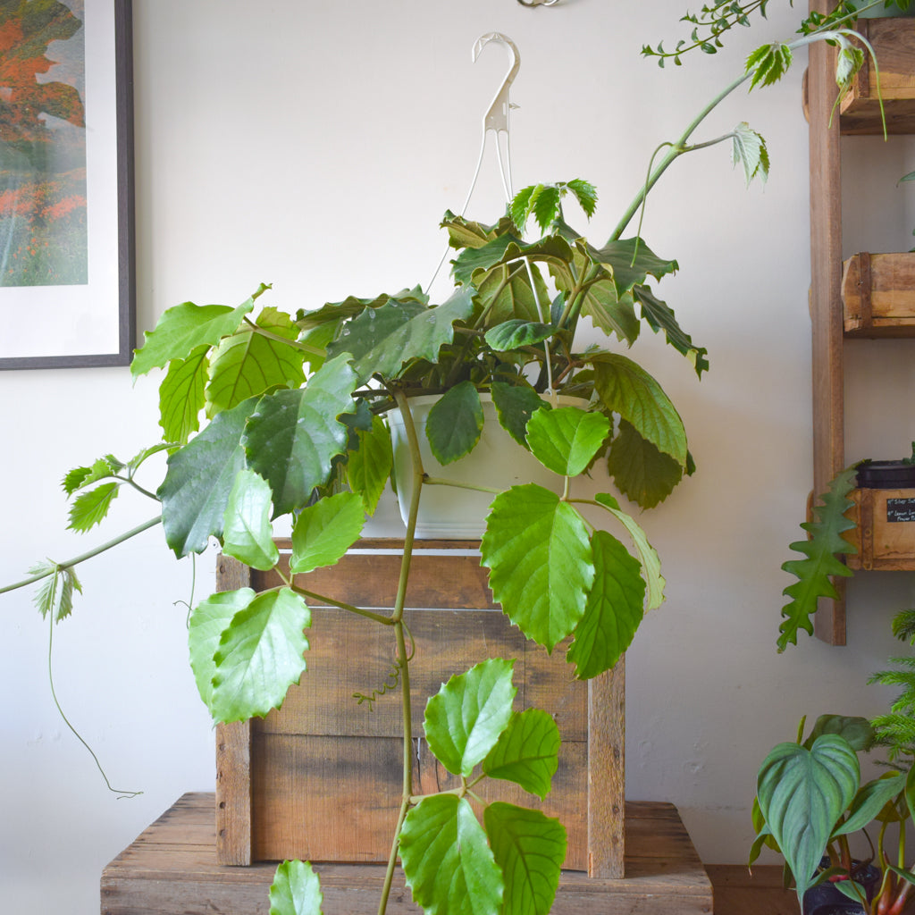 chestnut vine plant Tetrastigma Vietnamese Vine – Plant Society Toronto