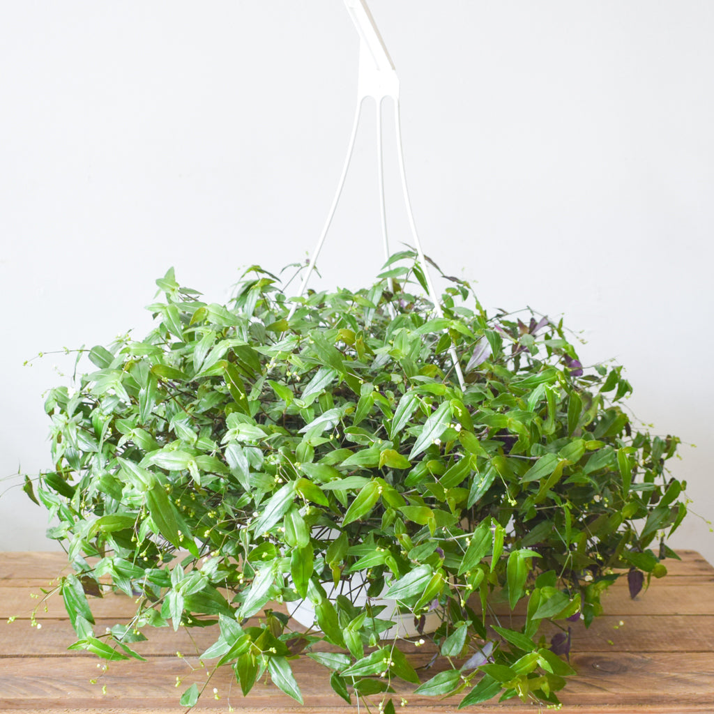 bridal veil plant care indoors Tahitian Bridal Veil – Plant Society Toronto