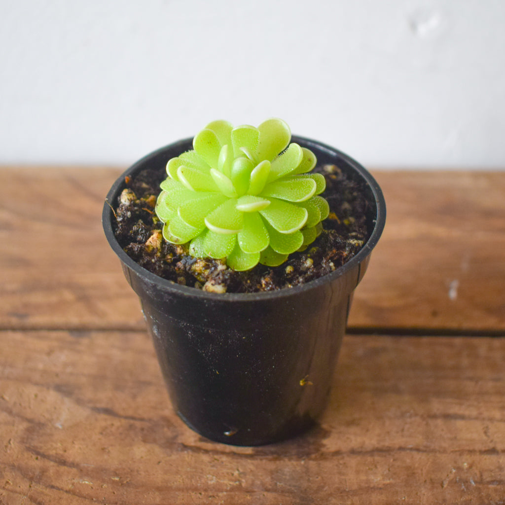 butterwort succulent Pinguicula Esseriana (Mexican Butterwort )