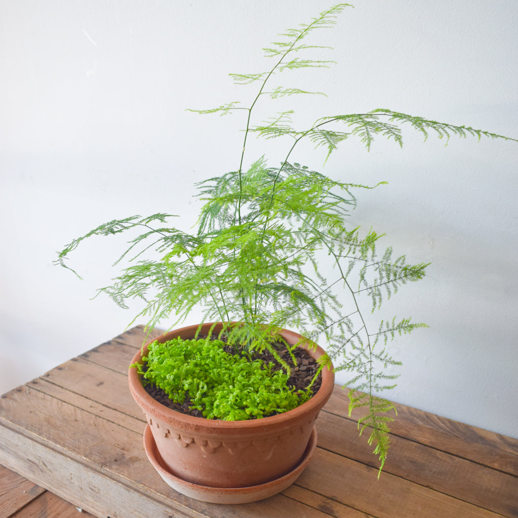 golden moss indoor plant Golden Club Moss