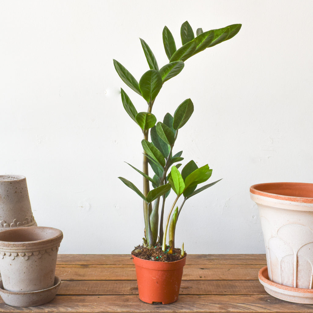 buy zz plant toronto ZZ Plant
