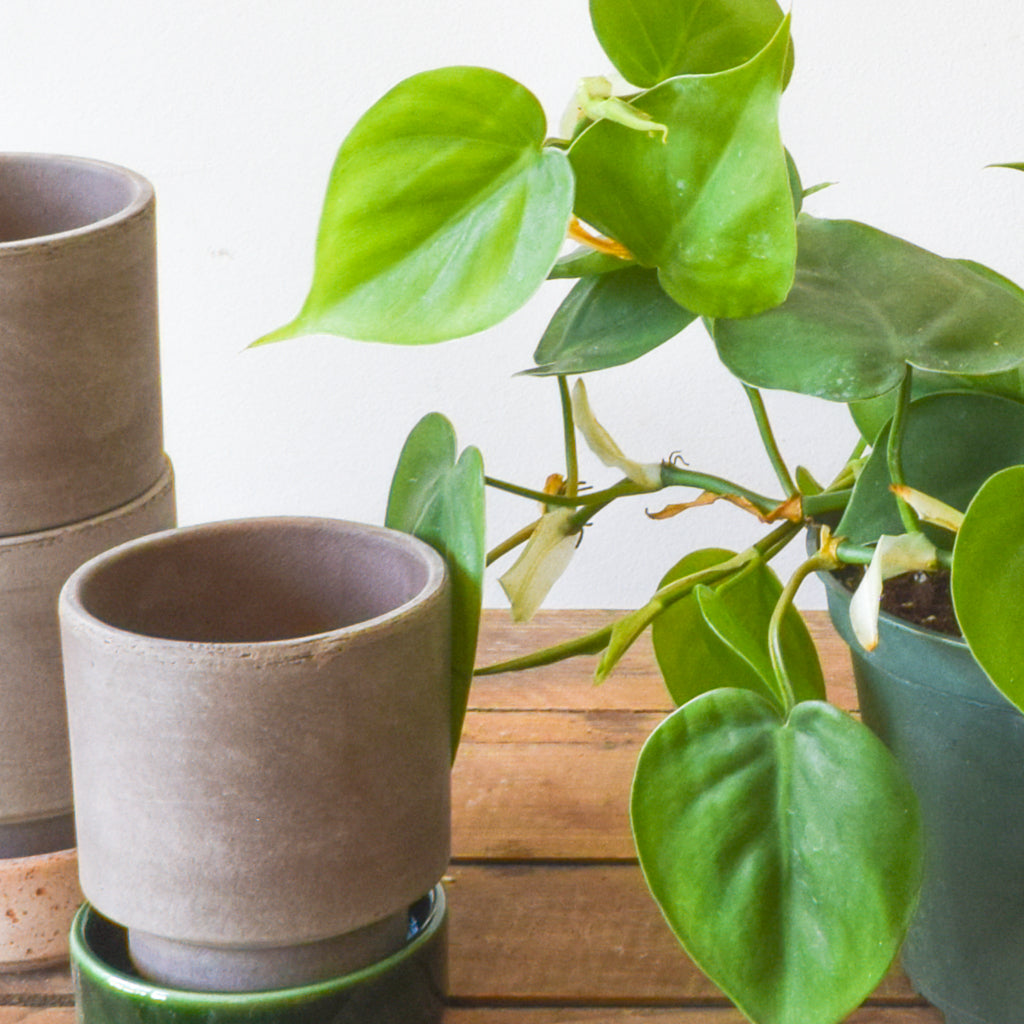 heart leaf philodendron pet safe Heartleaf Philodendron – Plant Society Toronto