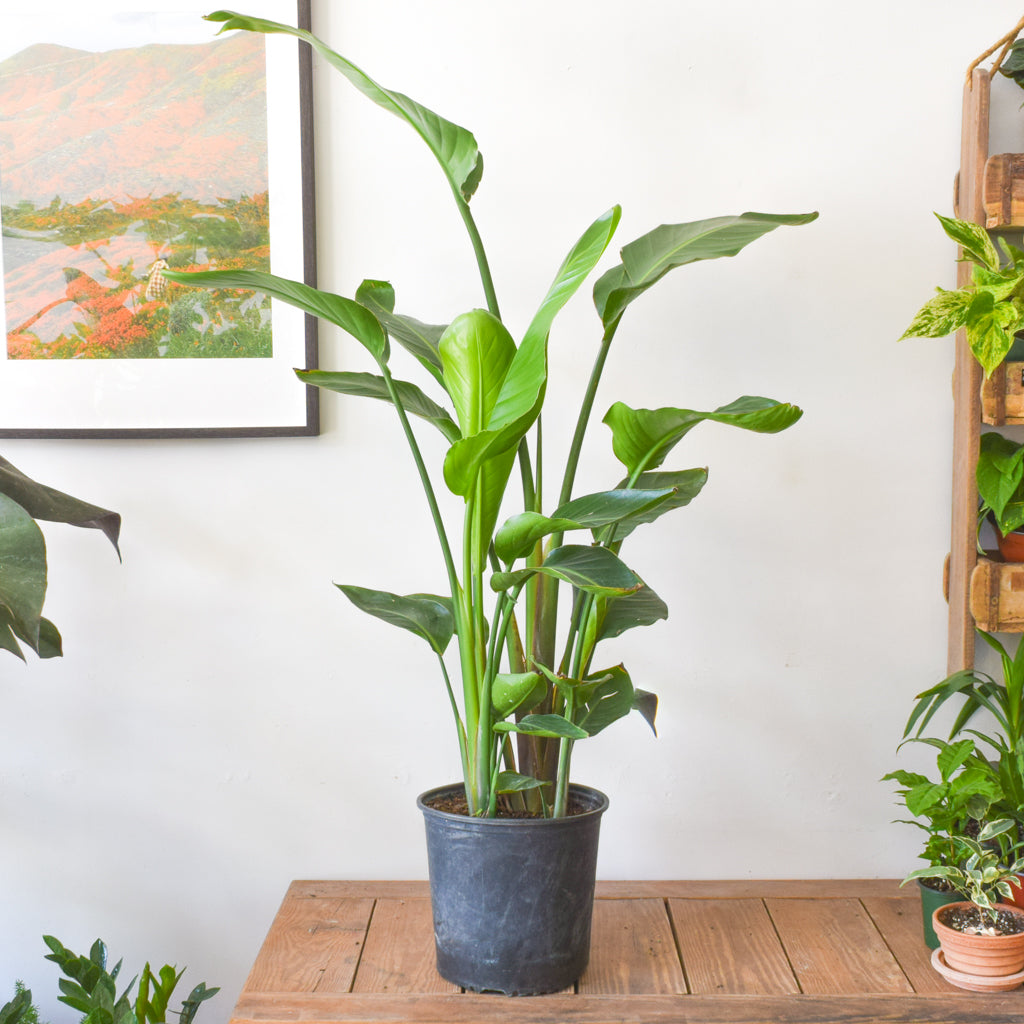Bird Of Paradise (White Strelitzia Nicolai)  Plant Society Toronto