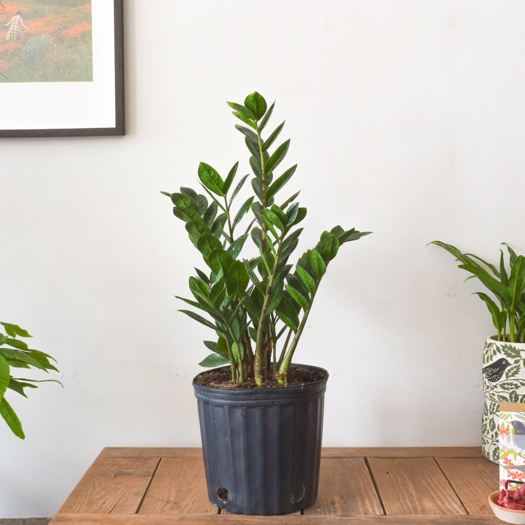 where to buy zz plant in canada ZZ Plant – Plant Society Toronto