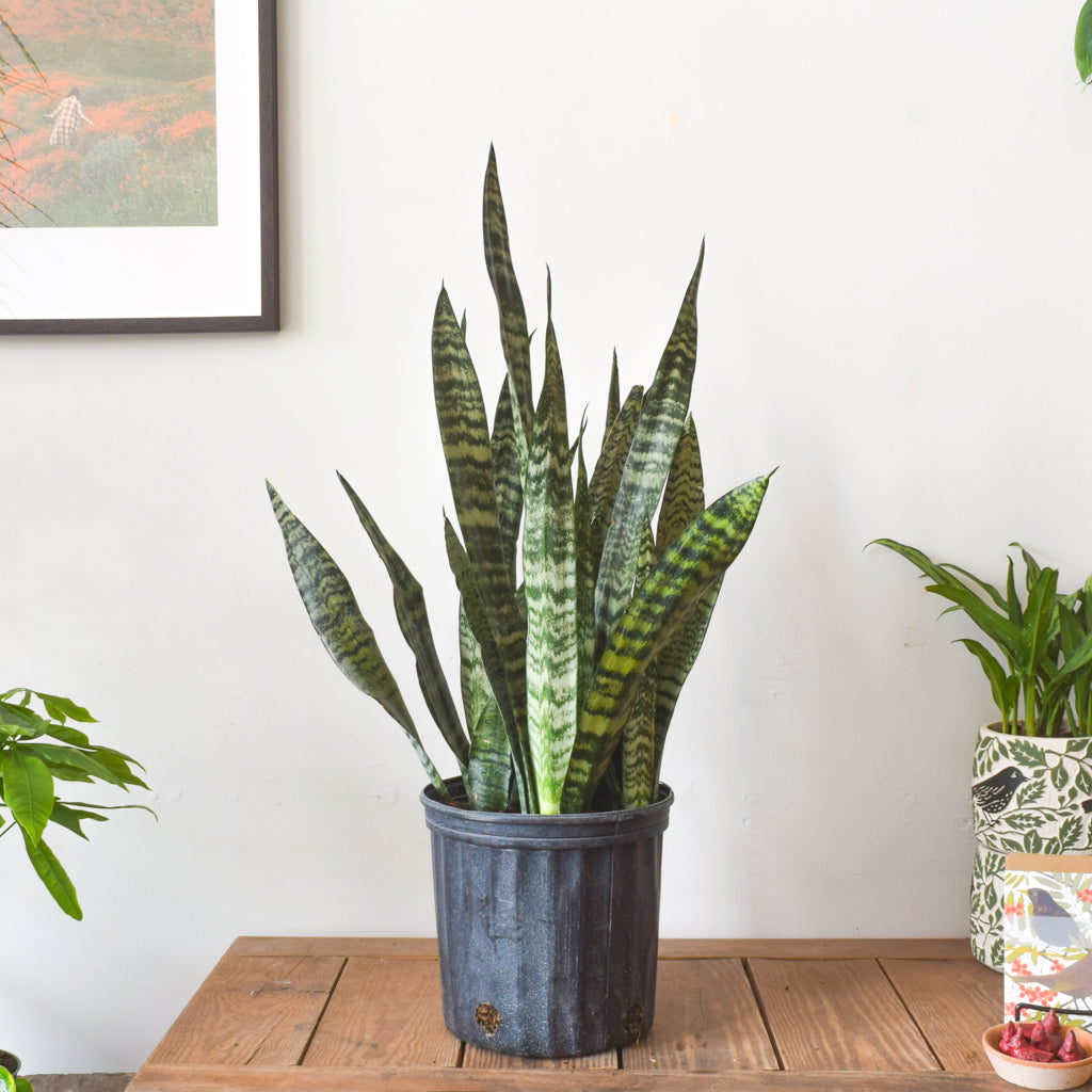 Sansevieria Zeylanica