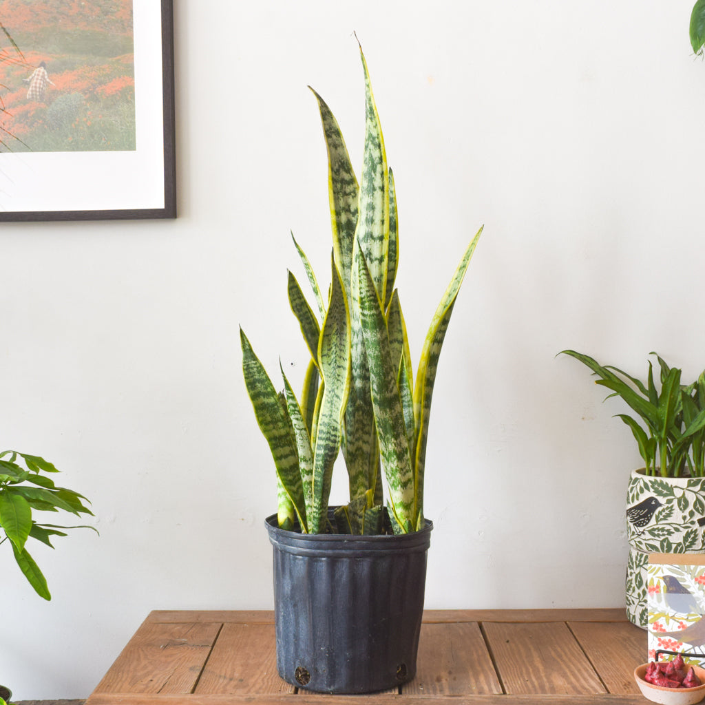 snake plant vancouver Sansevieria Laurentii – Plant Society Toronto