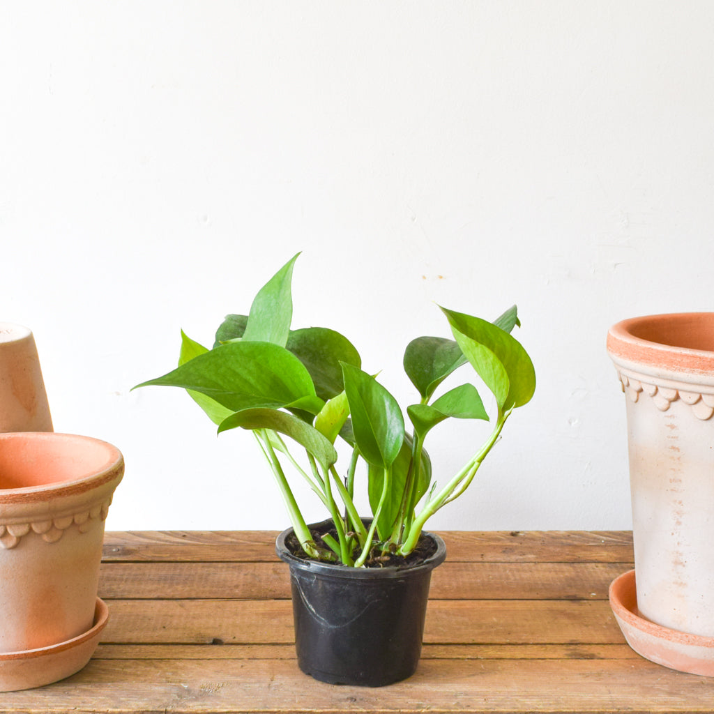 pothos toronto Pothos Green Jade – Plant Society Toronto