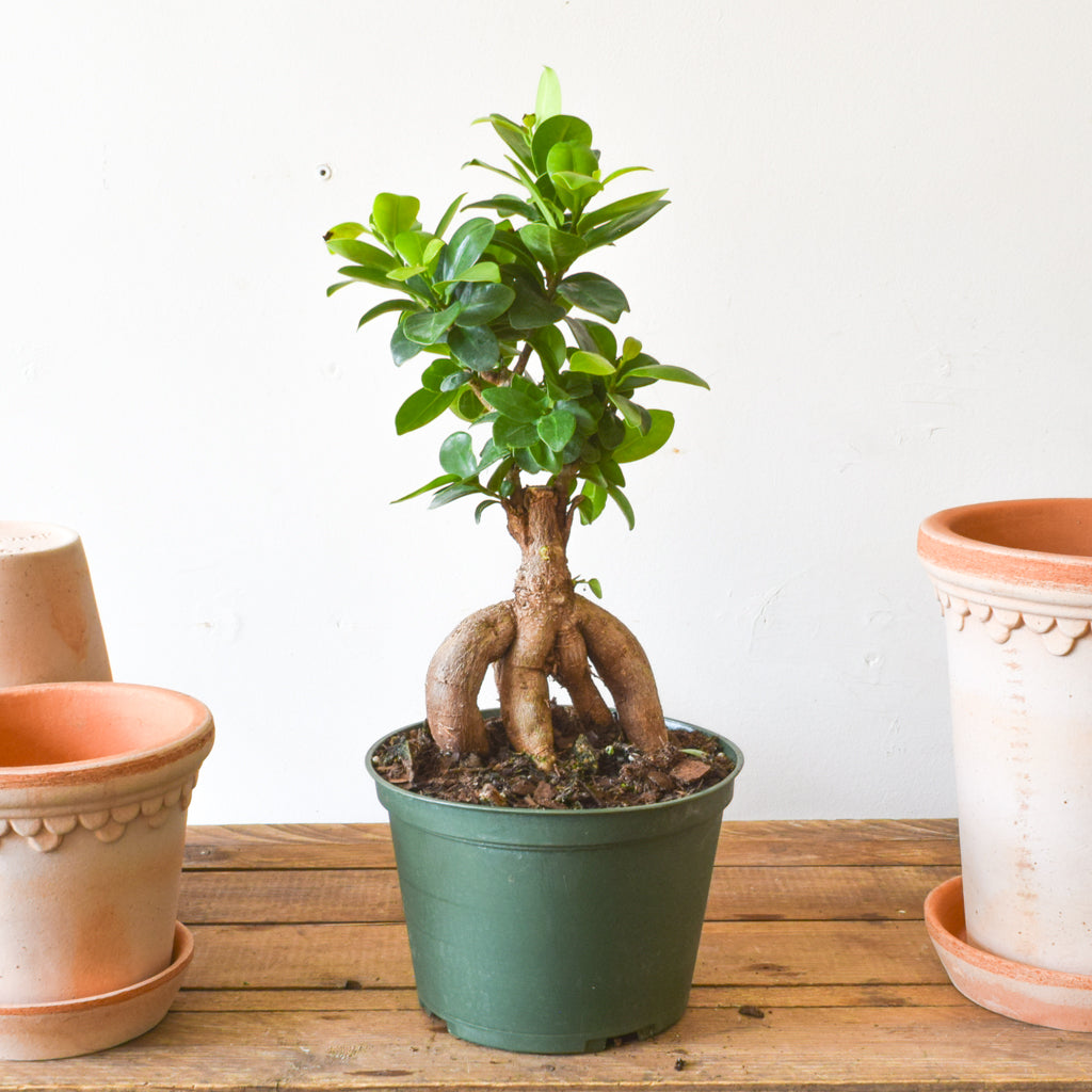 buy bonsai tree toronto Ficus Ginseng Bonsai – Plant Society Toronto