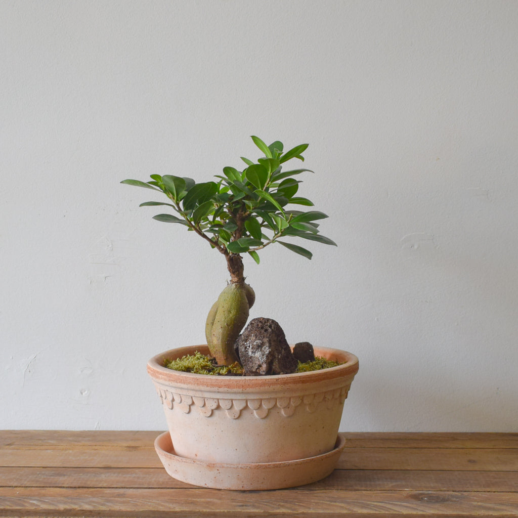 bonsai fa Ficus Ginseng Bonsai