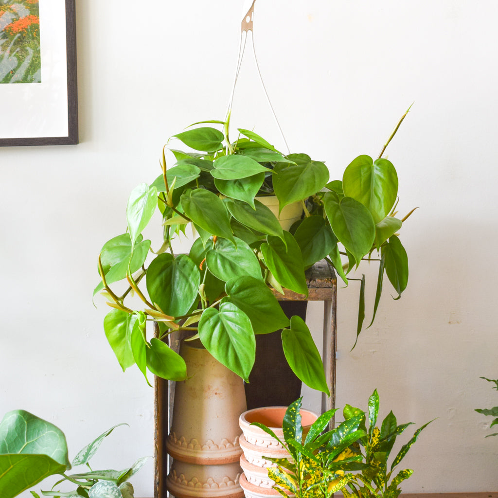 heart leaf philodendron plant Heartleaf Philodendron – Plant Society Toronto
