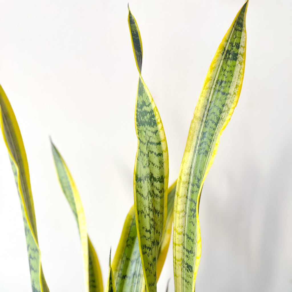 buy snake plant toronto Sansevieria Laurentii – Plant Society Toronto
