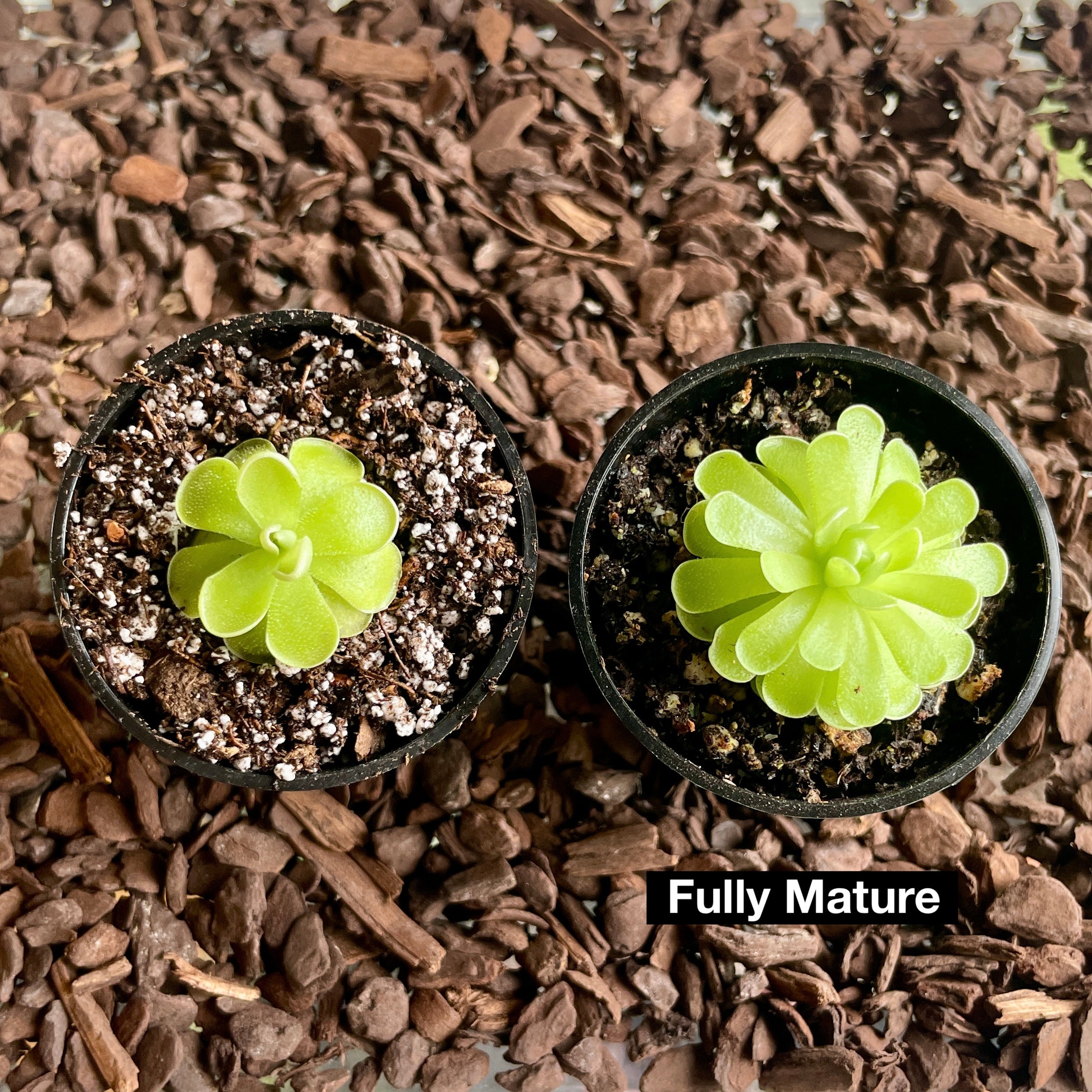 butterwort succulent Pinguicula Esseriana (Mexican Butterwort )