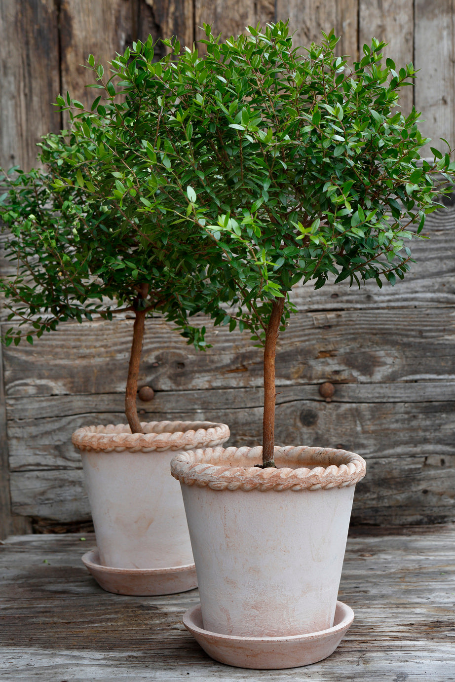 Emilia Pot | Plant Society Toronto