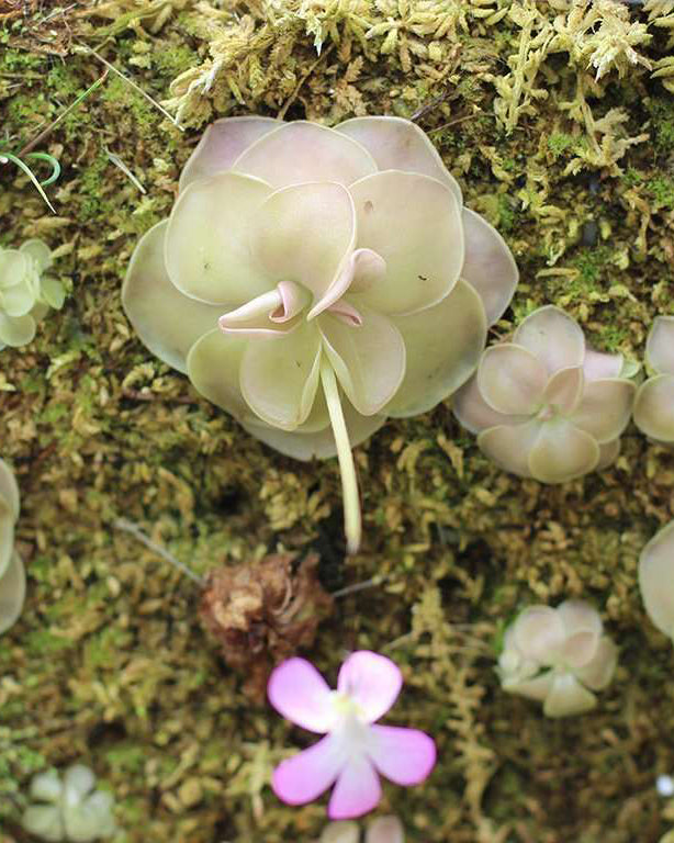 Caring For Pinguicula