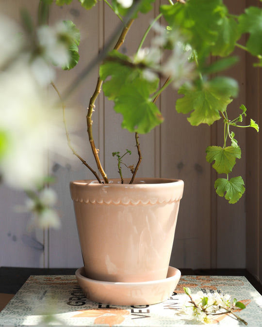 Helping Your Houseplants Survive The Winter