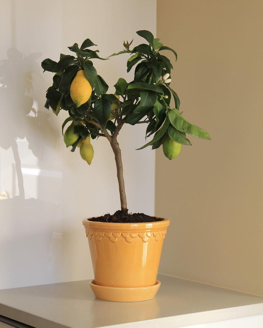 Copenhagen Pot, Glazed