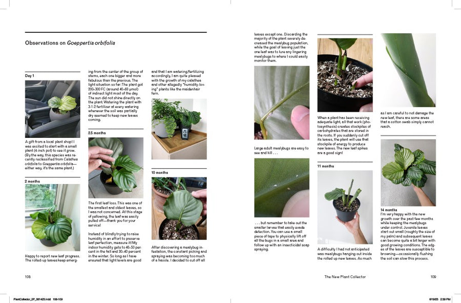 The New Plant Collector: The Next Adventure in Your House Plant Journey