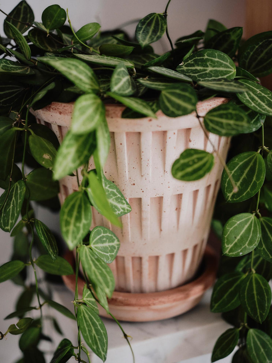 Pantheon Pot
