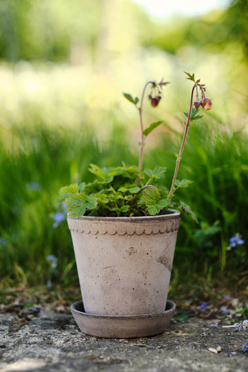 Helena Pot