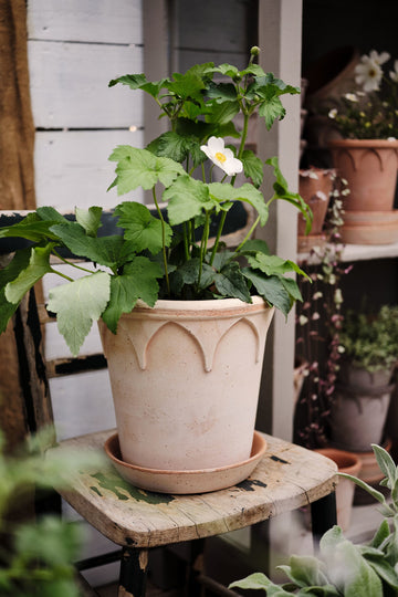 Elizabeth Pot - Preorder