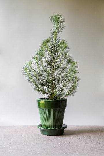 Simona Pot, Glazed - Preorder