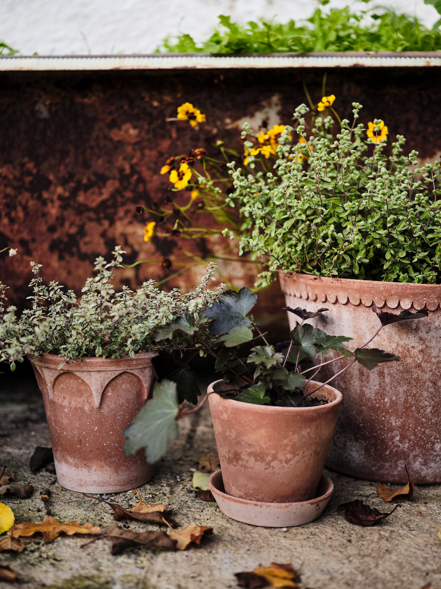 Helena Pot