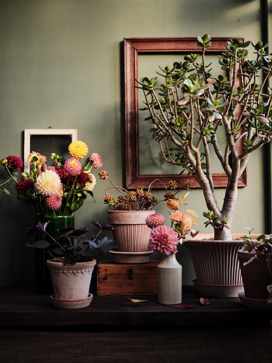 Daisy Pot - Preorder