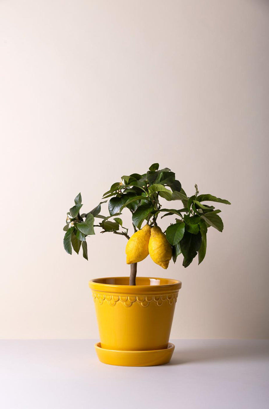 Copenhagen Pot, Glazed - Preorder