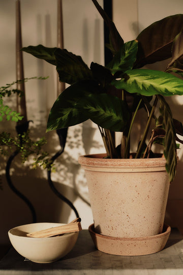 Flora Pot - Preorder