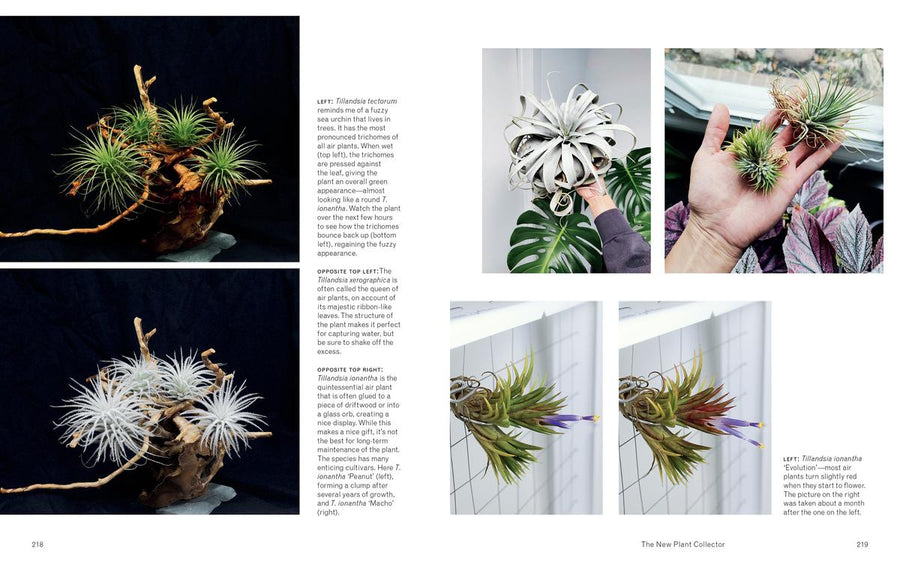 The New Plant Collector: The Next Adventure in Your House Plant Journey