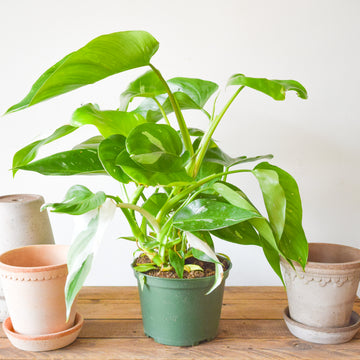 Philodendron White Wizard