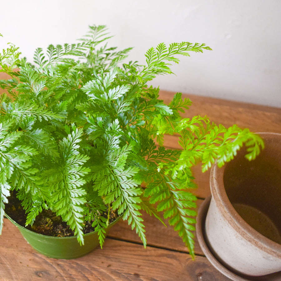 Rabbit's Foot Fern
