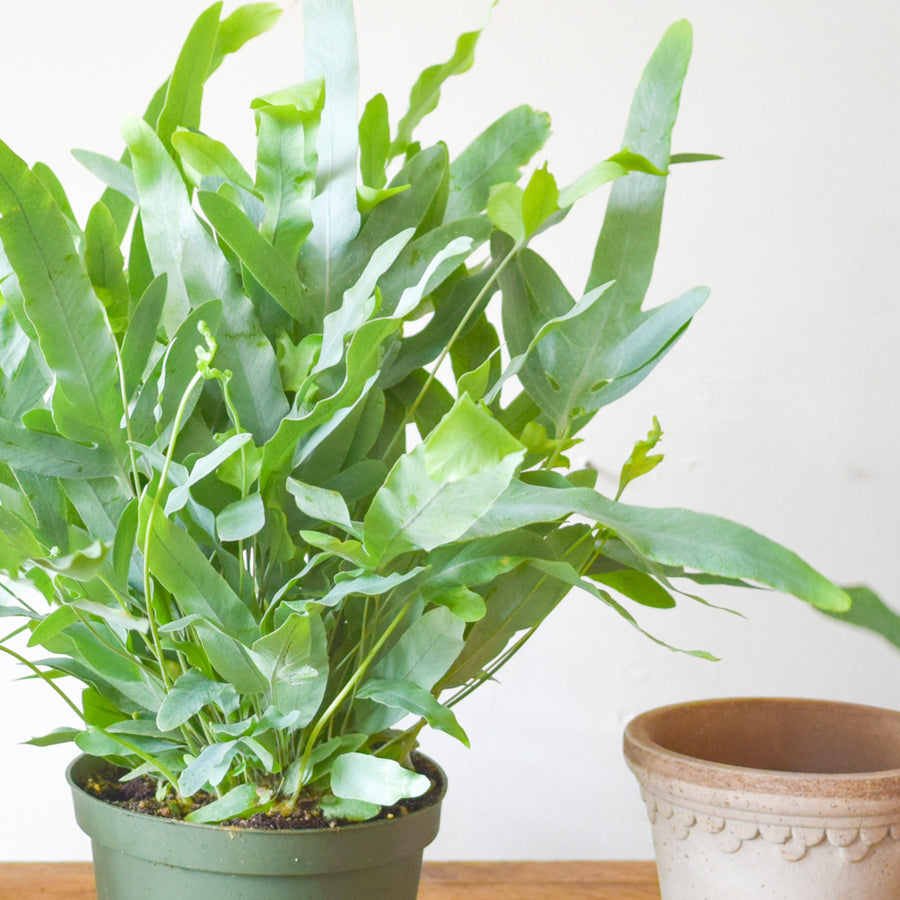 Blue Star Fern