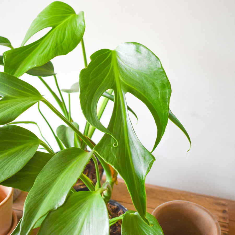 Monstera Burle Marx Flame