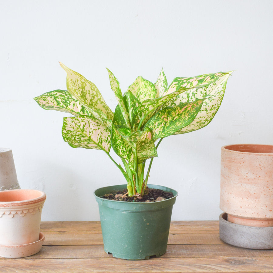 Aglaonema Etta Rose