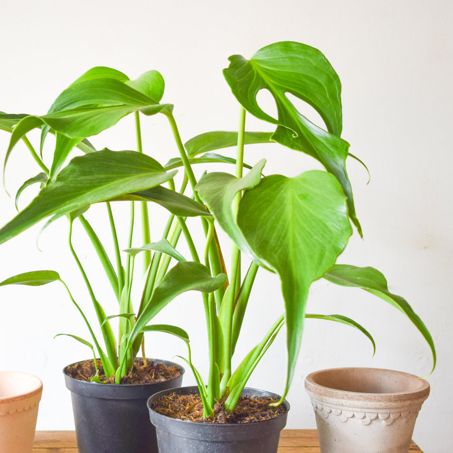 Monstera Burle Marx Flame