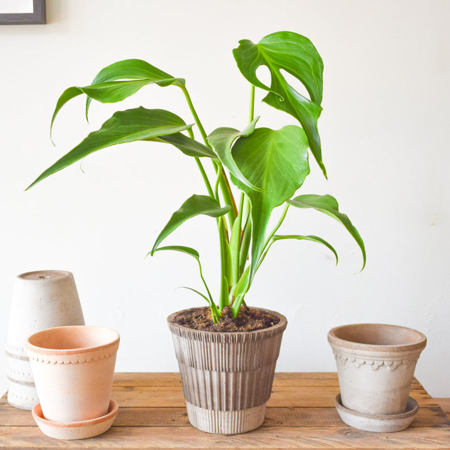 Monstera Burle Marx Flame