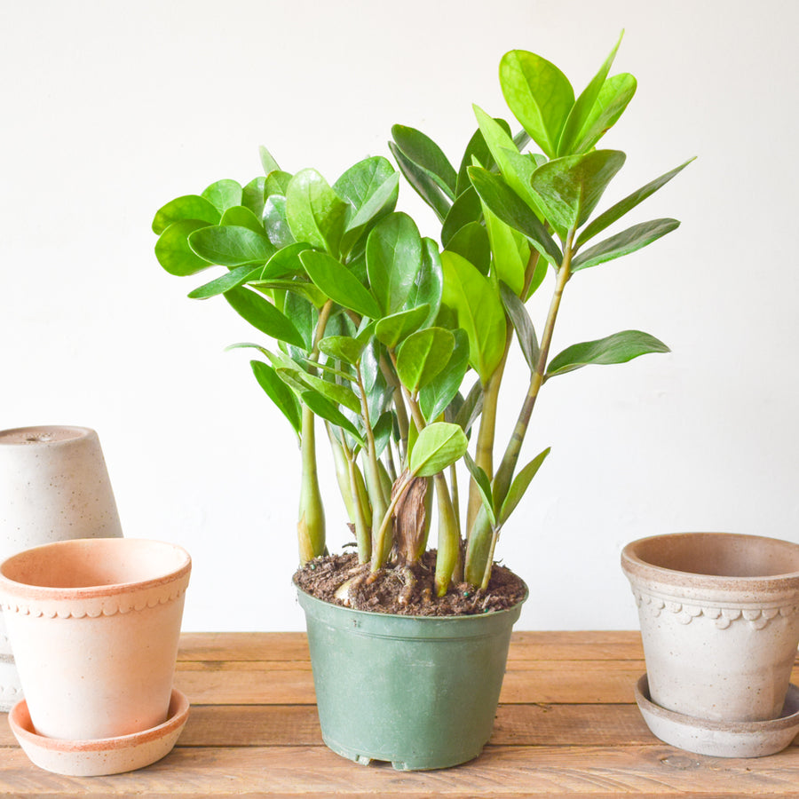 Lucky ZZ Plant (Wide Leaf)