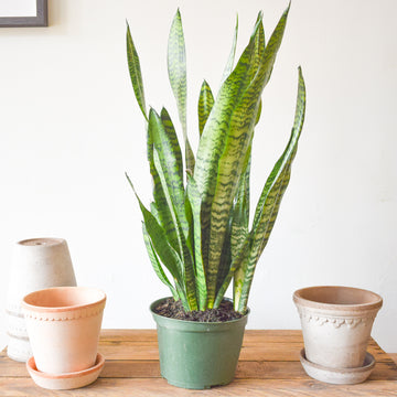 Sansevieria Zeylanica
