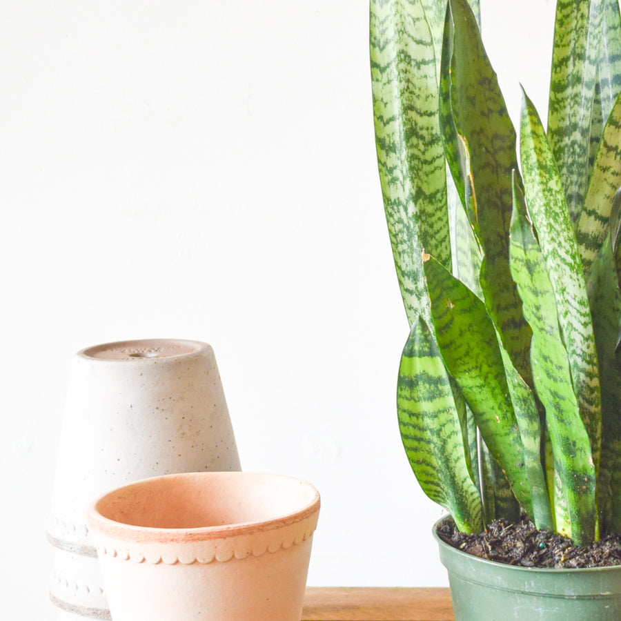 snake plant toronto Sansevieria Zeylanica – Plant Society Toronto
