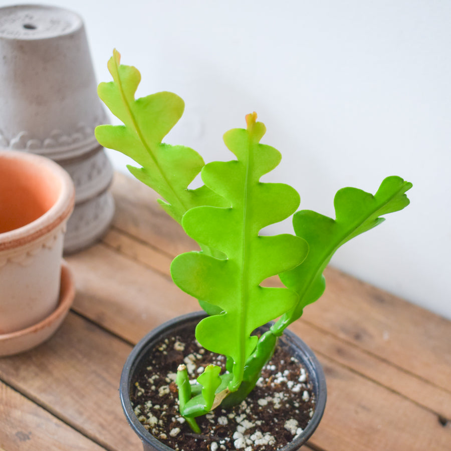 Fishbone Cactus