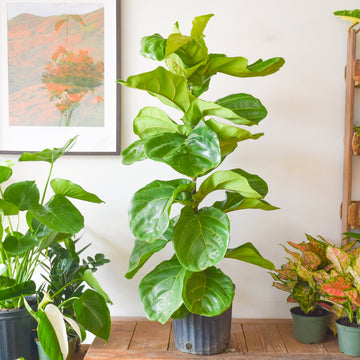 Fiddle Leaf Fig Bush